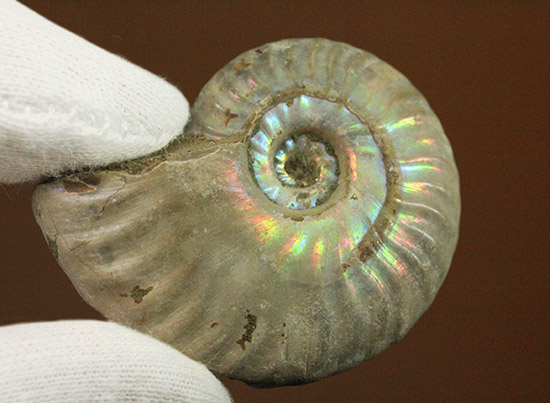 両面がレインボー！白亜紀の光るアンモナイト(Ammonite)/中生代白亜紀（1億3500万 -- 6500万年前）【an1166】