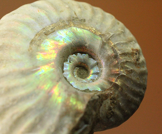両面がレインボー!白亜紀の光るアンモナイト(Ammonite)(その3)