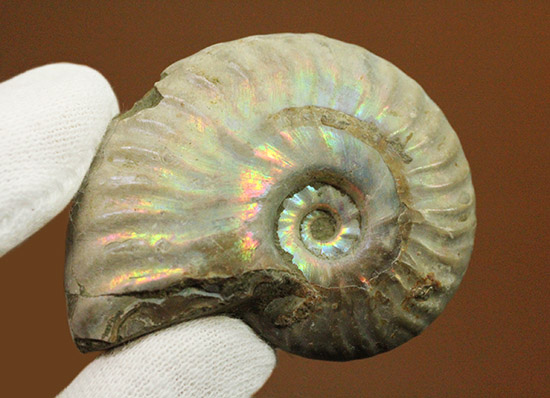 両面がレインボー！白亜紀の光るアンモナイト(Ammonite)（その4）