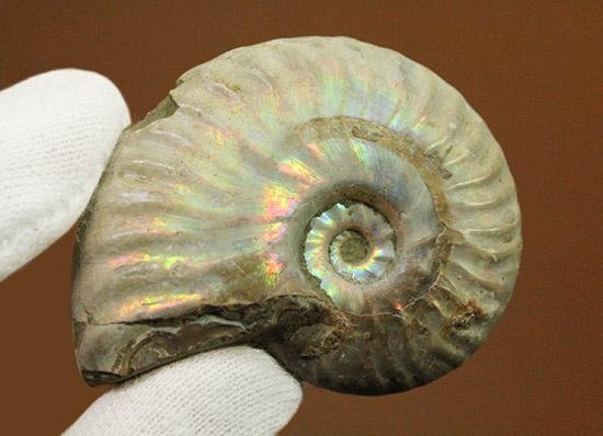 両面がレインボー!白亜紀の光るアンモナイト(Ammonite)(その4)