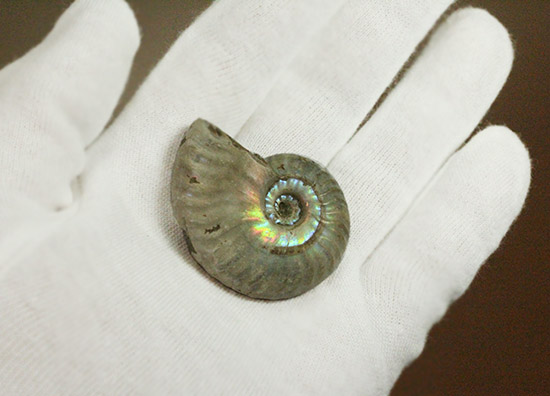 両面がレインボー！白亜紀の光るアンモナイト(Ammonite)（その5）