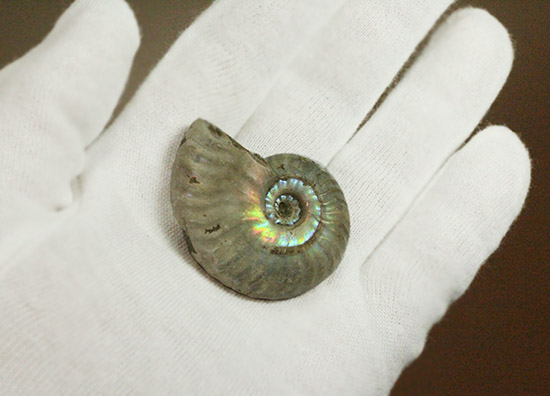 両面がレインボー!白亜紀の光るアンモナイト(Ammonite)(その5)