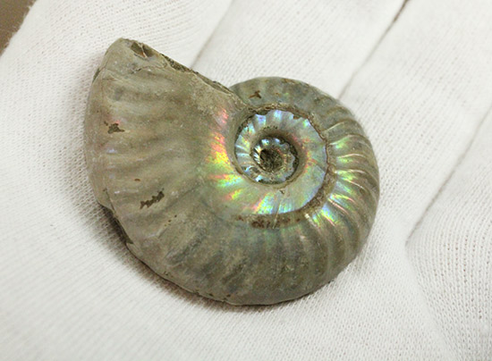 両面がレインボー!白亜紀の光るアンモナイト(Ammonite)(その6)