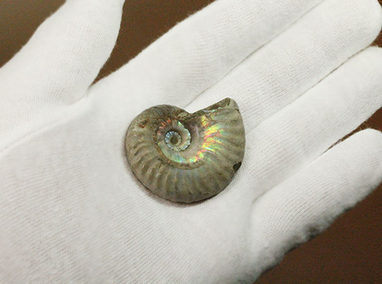 両面がレインボー!白亜紀の光るアンモナイト(Ammonite)(その7)