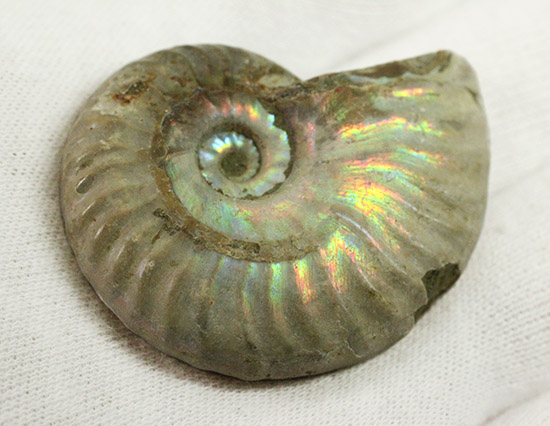 両面がレインボー!白亜紀の光るアンモナイト(Ammonite)(その8)