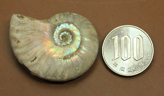 両面がレインボー！白亜紀の光るアンモナイト(Ammonite)（その9）