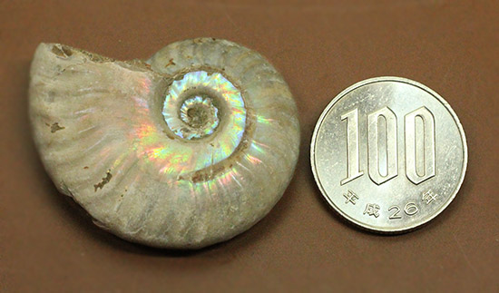 両面がレインボー!白亜紀の光るアンモナイト(Ammonite)(その9)