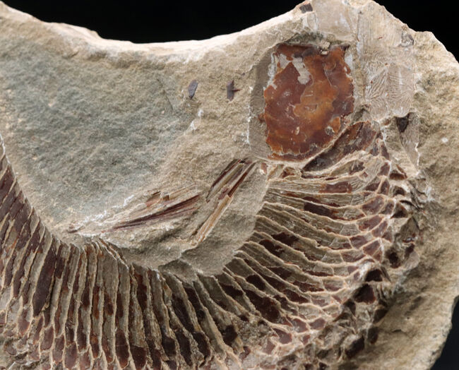 必見、鱗の保存状態！ネガ・ポジ揃った白亜紀ブラジル産の古代魚、ヴィンクティフェル（Vinctifer）の化石（その3）