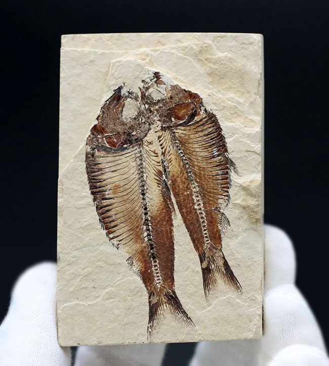 魚のひらきを思わせる、保存状態良好の上質のゴシウテクティス(Gosiutichthys)のマルチプレート化石（その1）
