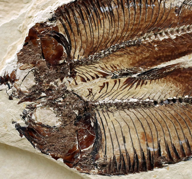 魚のひらきを思わせる、保存状態良好の上質のゴシウテクティス(Gosiutichthys)のマルチプレート化石（その3）