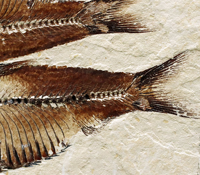 魚のひらきを思わせる、保存状態良好の上質のゴシウテクティス(Gosiutichthys)のマルチプレート化石（その5）