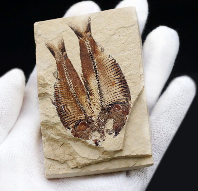 魚のひらきを思わせる、保存状態良好の上質のゴシウテクティス(Gosiutichthys)のマルチプレート化石（その6）