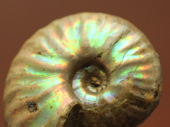 手頃な価格でお買い求め頂けます。はっきりと強く光る遊色アンモナイト(Ammonite)/中生代白亜紀（1億3500万 -- 6500万年前）【an1205】