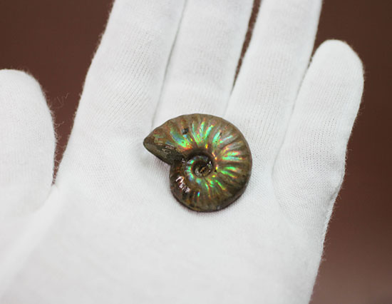 手頃な価格でお買い求め頂けます。はっきりと強く光る遊色アンモナイト(Ammonite)（その2）