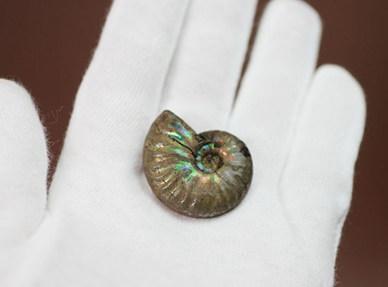 手頃な価格でお買い求め頂けます。はっきりと強く光る遊色アンモナイト(Ammonite)（その3）