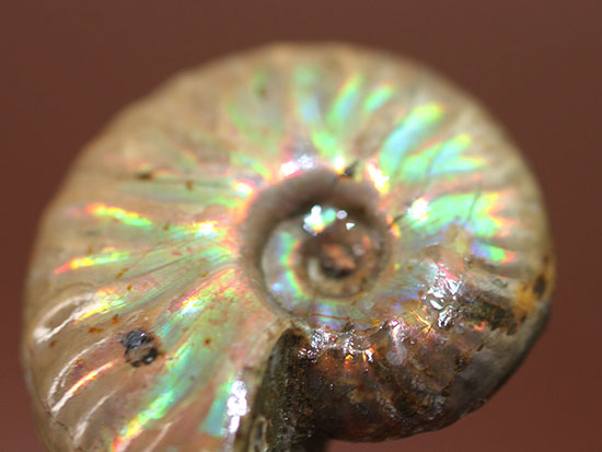 手頃な価格でお買い求め頂けます。はっきりと強く光る遊色アンモナイト(Ammonite)（その5）