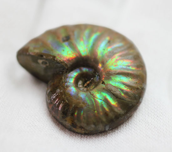 手頃な価格でお買い求め頂けます。はっきりと強く光る遊色アンモナイト(Ammonite)（その6）