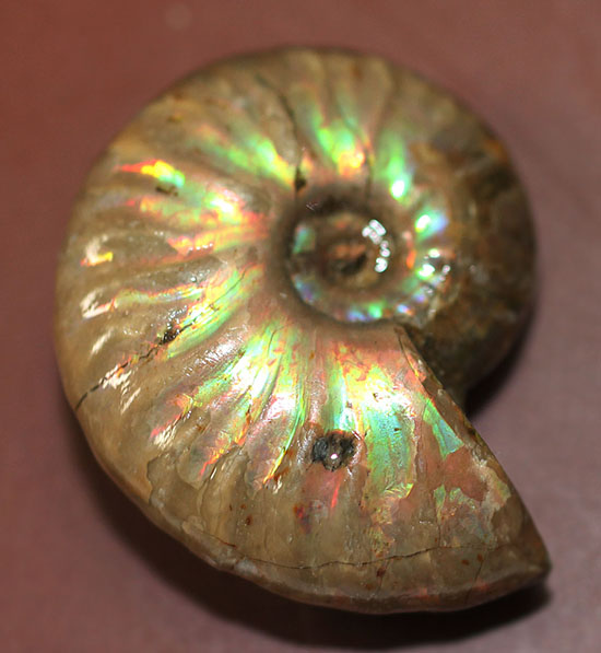 手頃な価格でお買い求め頂けます。はっきりと強く光る遊色アンモナイト(Ammonite)（その7）