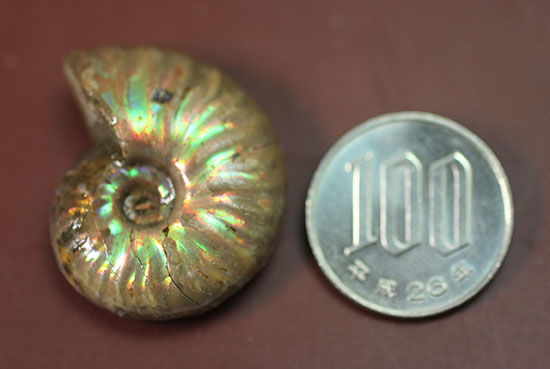 手頃な価格でお買い求め頂けます。はっきりと強く光る遊色アンモナイト(Ammonite)（その8）