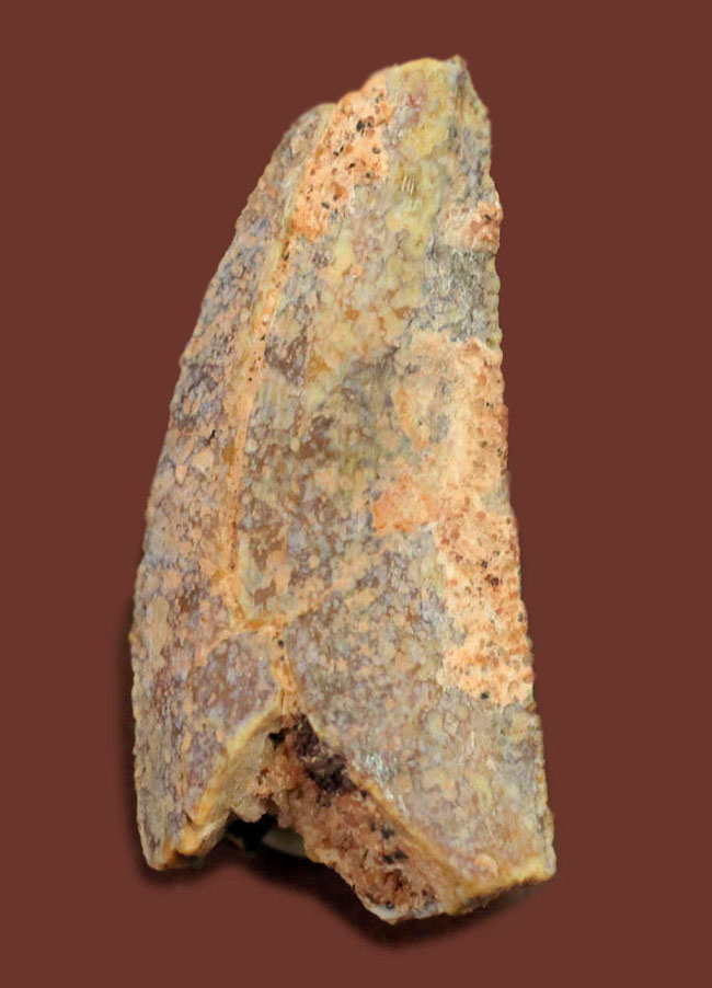 およそ１億年前の北アフリカに生息していたアベリサウルス科の歯化石。専用ケース付き。（その1）