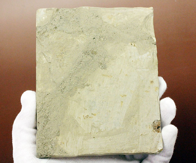 希少！輪郭がよく分かる、中国産白亜紀前期の大型のトンボの化石（その11）