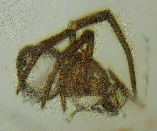 クモ、甲虫、蟻、羽虫・・・総勢４０匹以上を超える虫を閉じ込めたロングサイズコーパル（Copal）（その12）
