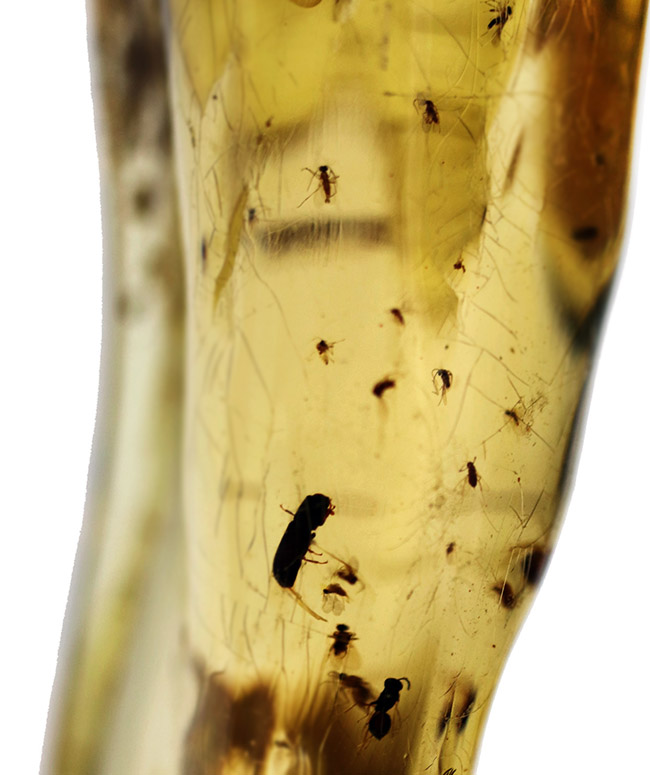 クモ、甲虫、蟻、羽虫・・・総勢４０匹以上を超える虫を閉じ込めたロングサイズコーパル（Copal）（その8）