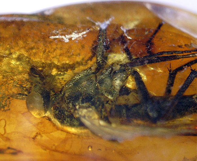 レア種！大きな複眼、がっちりした体をもつ、シギアブ科の虫を内包したバルト海産琥珀(Amber)（その13）
