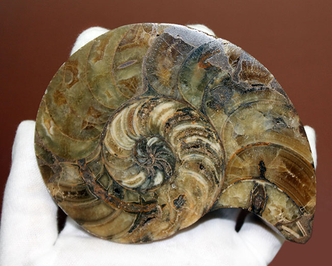 ラージサイズ！オウムガイ（Nautilus）の特徴を存分に楽しめるカット＆ポリッシュ化石。2枚組。（その1）