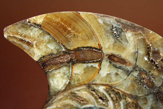 ラージサイズ！オウムガイ（Nautilus）の特徴を存分に楽しめるカット＆ポリッシュ化石。2枚組。（その10）
