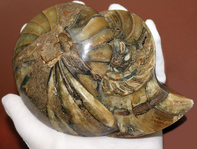 ラージサイズ！オウムガイ（Nautilus）の特徴を存分に楽しめるカット＆ポリッシュ化石。2枚組。（その14）
