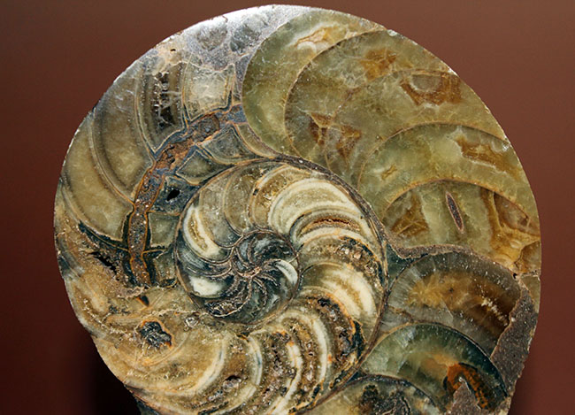 ラージサイズ！オウムガイ（Nautilus）の特徴を存分に楽しめるカット＆ポリッシュ化石。2枚組。（その3）