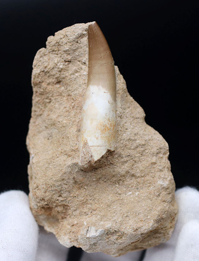 シワまで観察できる極めて保存状態の良い首長竜、ザラファサウラ（Zarafasaura）の歯化石。母岩付き（その2）