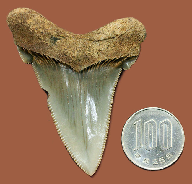 メガロドンより希少。絶滅したホホジロザメの直径の祖先、カルカロクレス・アングスティデンスの歯化石（その11）