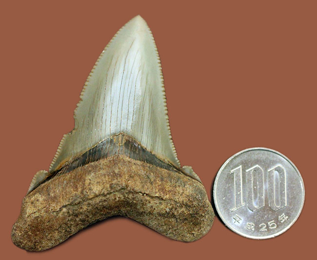 メガロドンより希少。絶滅したホホジロザメの直径の祖先、カルカロクレス・アングスティデンスの歯化石（その12）