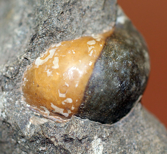 コアなファン向け二本木コレクション、北海道天塩中川の巻き貝の化石。北海道産の化石にしては珍しい色がついた標本。（その9）