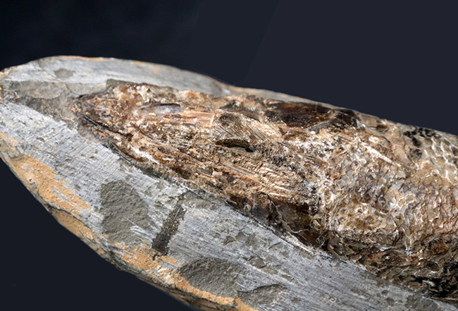 およそ１億年前の絶滅古代魚、ラコレピス（Rhacolepis buccalis）の化石。現世のカライワシの仲間（その3）