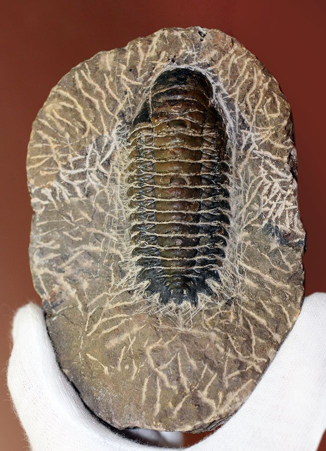 古生代デボン紀の三葉虫クロタロセファルス・ギブス（その2）