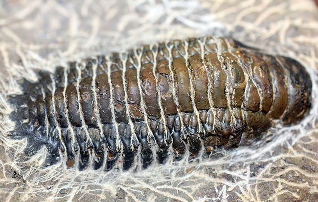 古生代デボン紀の三葉虫クロタロセファルス・ギブス（その5）