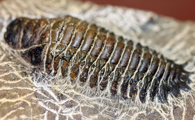 古生代デボン紀の三葉虫クロタロセファルス・ギブス（その8）
