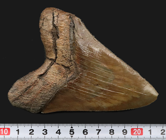美麗品！カーブ計測118ミリ！印象的なブラウンを呈する、非常に美しいメガロドンの歯化石（その10）