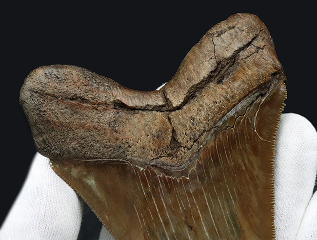 美麗品！カーブ計測118ミリ！印象的なブラウンを呈する、非常に美しいメガロドンの歯化石（その6）