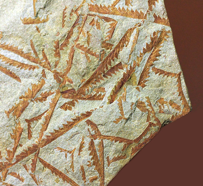 謎多き絶滅古代生物、フデイシ（Clonograptus rigidus）のマルチプレート標本（その2）