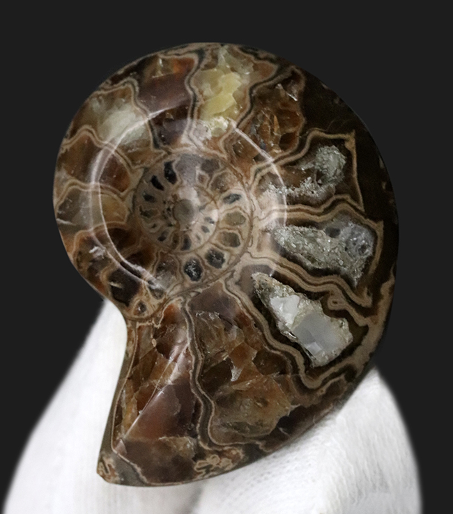 カット＆ポリッシュ、北海道の白亜紀の地層より採集されたアンモナイト（Ammonite）の化石（その2）