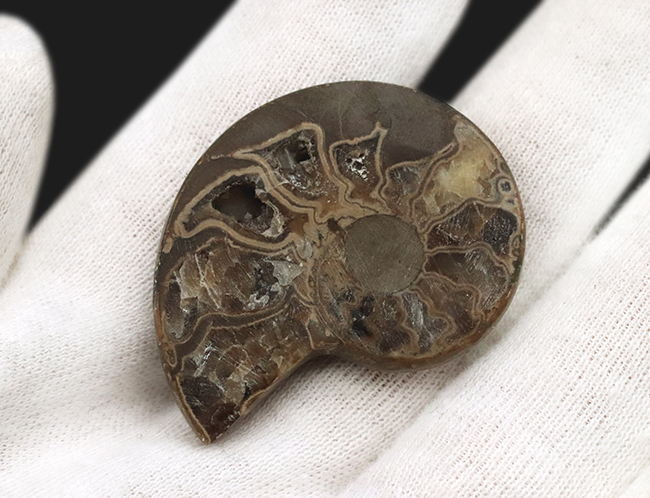 カット＆ポリッシュ、北海道の白亜紀の地層より採集されたアンモナイト（Ammonite）の化石（その4）