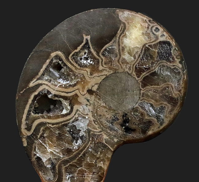 カット＆ポリッシュ、北海道の白亜紀の地層より採集されたアンモナイト（Ammonite）の化石（その6）