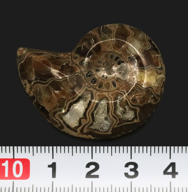 カット＆ポリッシュ、北海道の白亜紀の地層より採集されたアンモナイト（Ammonite）の化石（その7）