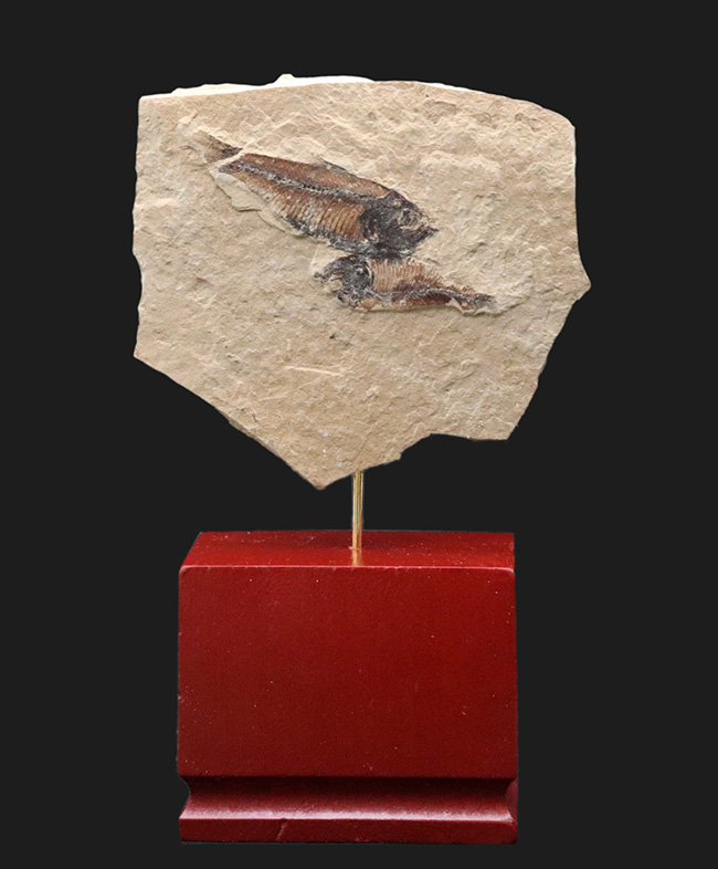 木製土台のおかげでデスク置きも可能！およそ５０００万年前の絶滅古代魚、ゴシウテクティス（Gosiutichtys）のマルチプレート化石（その1）