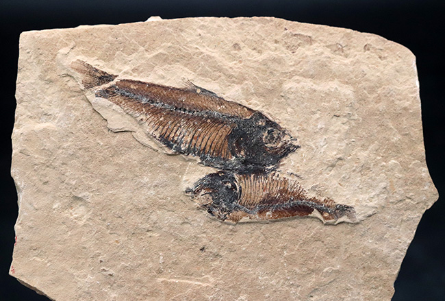 木製土台のおかげでデスク置きも可能！およそ５０００万年前の絶滅古代魚、ゴシウテクティス（Gosiutichtys）のマルチプレート化石（その2）