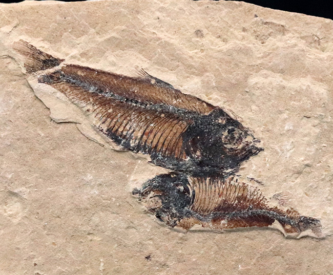 木製土台のおかげでデスク置きも可能！およそ５０００万年前の絶滅古代魚、ゴシウテクティス（Gosiutichtys）のマルチプレート化石（その5）